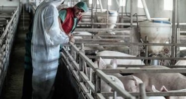 ЕФСА ја отпочна кампањатa Стоп за африканската свинска чума во Југоисточна Европа