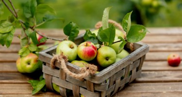 Неколку илјади сезонци од Албанија дојдоа на берба на јаболка во Преспа