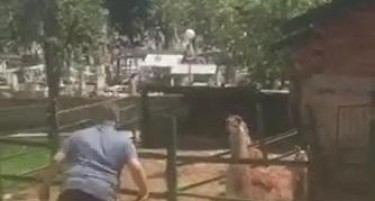 Момче вознемируваше лама во битолската зоолошка градина
