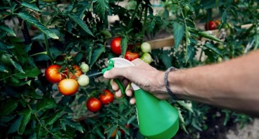 Како да ги заштитиме овошјето и зеленчукот, но да нe претераме со пестициди?