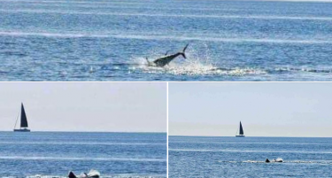 АЈКУЛА СНИМЕНА ВО ЈАДРАНСКО МОРЕ, КАЈ ИСТРА: Капачите останаа шокирани кога видоа ајкула како скока на туна