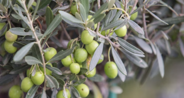 ФАРМАЦЕВТ ВРТИ МИЛИОНИ ОД МАСЛИНКИ: Зошто дивее цената на маслиновото масло?