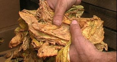 Финишира откупот на тутунот, откупени 25 милиони килограми тутун  по просечна цена од 241,3 денари