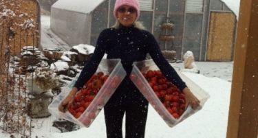 ШВЕДСКА: Никнаа првите домати во поларната област!