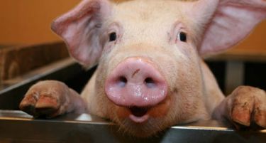 ЕУ: Свинското месо ќе поскапе, сточарите ќе банкротираат