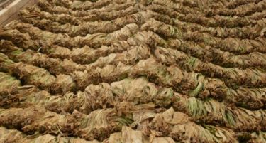 Откупени 9.500 тони тутун