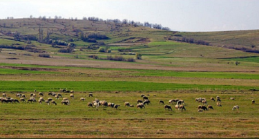 ФФРМ: Пелагонискиот регион има проблеми со сточарството