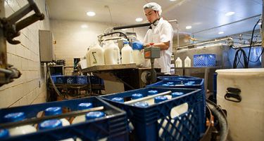 Агенцијата за храна потврди:Нема афлатоксин во домашното млеко