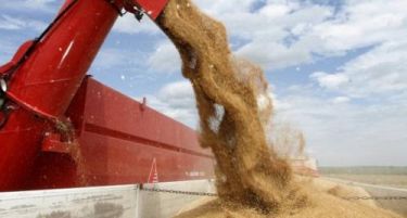 Мелничарите против мерката за условен откуп на пченица за време на жетвата