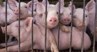 „Африканска свинска чума“ ја „демне“ Македонија. АХВ уверува дека во земјава нема заболен добиток