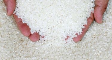 Нови сорти ориз за поголем пласман во соработка со ТИКА