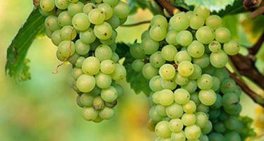 „Агротиквешија“: Дел од лозарите чекаат пари за ланското грозје од винариите