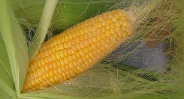 САД ќе помага во одгледувањето на македонска пченка