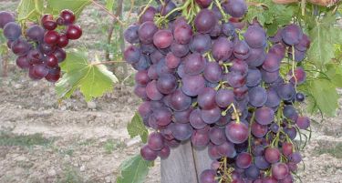 Напредни Лозари: Мизерно- евтина суровина за производство на скапи вина