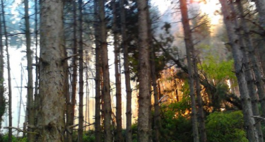 Сеуште гори боровата шума во кичевско Крушино