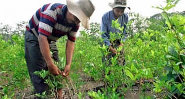 Перу светски лидер во производство на кока