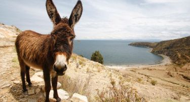 Кога коњите се ритаат, магарињата страдаат!