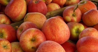 Владата одобри финансиска поддршка за производителите на јаболко, ориз, грозје и вино
