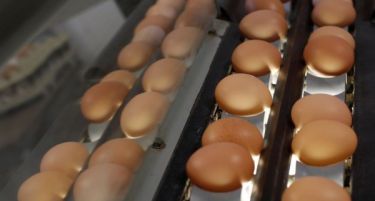Хрватска од следната година ќе остане без производство на јајца?