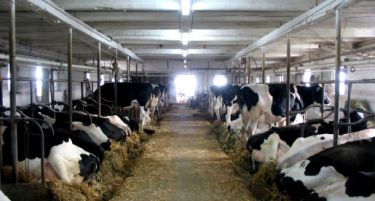 (ВИДЕО) Футуристичка фарма во БиХ: Кравите спијат на душеци и слушаат музика!