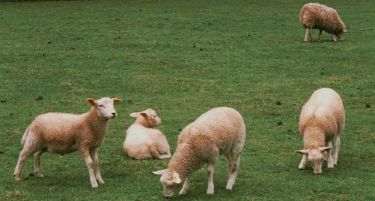 Бараат овчар во странство за плата од 25.000 евра