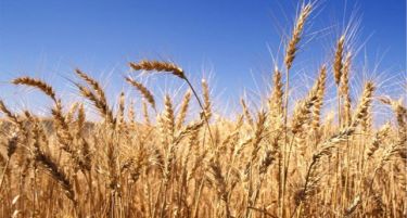 МЗШВ: Во полн ек е жетвата на пченицата, годинава се очекува за 4 отсто поголемо производство од 2017 година