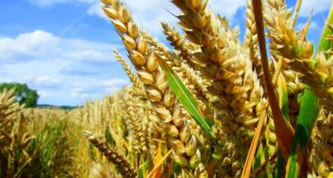 Договорено колку ќе изнесува откупната цена на пченицата