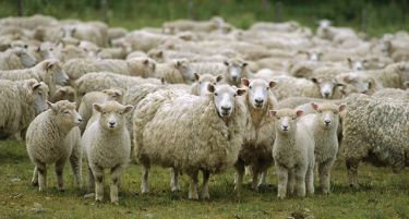 Исплатени 89,2 милиони денари за обележани грла овци и кози