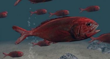 (ВИДЕО) Предупредување: За 20 години морињата би можеле да останат без риби!