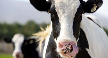 И кравите „си заминуваат“ од Македонија