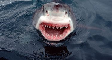 (ВИДЕО) Да се заледиш: Голема бела ајкула се обидува да изеде туристи!