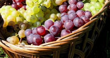 Нема договор за откупната цена на грозјето: Лозарите и винариите не се на иста фреквенција