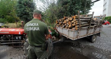 Група дрвокрадци ја нападнаа шумската полиција, има и повредени