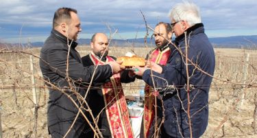 Закројување на лозјата во „Тиквеш“- почеток на новиот циклус за производство на врвни вина