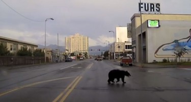 Видео: Полицијата два часа се бркала со мечка низ град