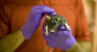 Доби „Нобелова“ награда за секс животот на стаорците