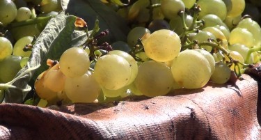 Владата исплати по еден денар за килограм грозје