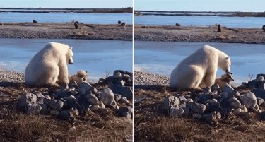Светот се стопи на видеото на кое поларна мечка гали куче, но потоа се шокираше