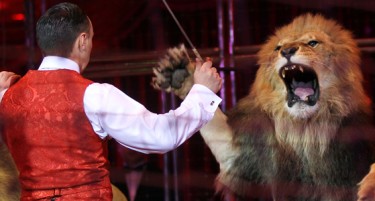 Вознемирувачко видео: Лав нападна дресер за време на циркуска претстава
