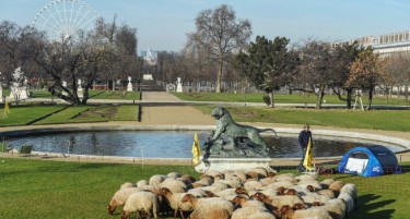 Невиденo кај Лувр: Овци пасеа во тревникот