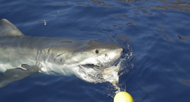 SHARK WEEK: Плива ли Фелпс побрзо од големата бела ајкула?