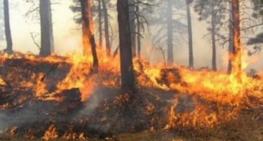 ПЕПЛОСАНА ШУМА И ЗАШТИТЕНИ ДРВЈА: Албанија се бори со 16 големи пожари