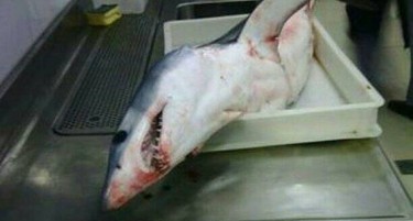 Ајкула од 220 сантиметри  уловена во Црна Гора