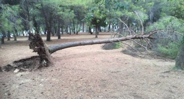 (ФОТО+ВИДЕО) НЕВРЕМЕ ВО ХРВАТСКА: Во Пула ветрот корнеше дрвја