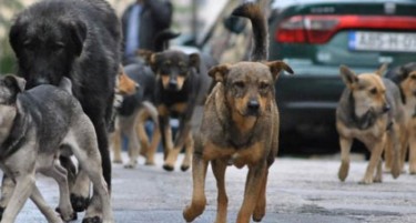 СЕ ПРЕЗЕМА ЛИ ВООПШТО НЕШТО: Кучињата не престануваат да касаат граѓани во Скопје