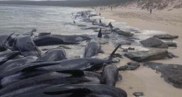 (ВИДЕО) ОВА ГИ ЗАЧУДИ ЕКСПЕРТИТЕ: 150 китови се насукаа на плажа