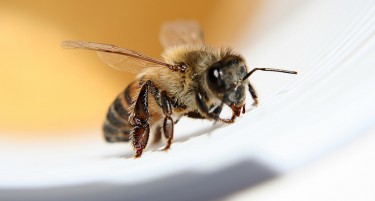 Начин на заработка: Знаете ли колку чини килограм отров од пчела?