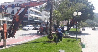 (ВИДЕО) Охрид ги отстрани палмите по препорака на УНЕСКО