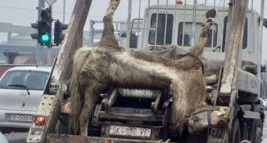 Мртов коњ закачаен на камион - кому му текна непокриен да го шета низ Скопје
