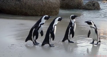 (ФОТО) РЕТКИ И АТРАКТИВНИ: Африкански пингвини ќе се шетаат низ Скопската зоолошка градина
